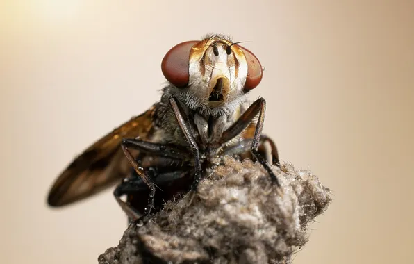 Eyes, fly, insect