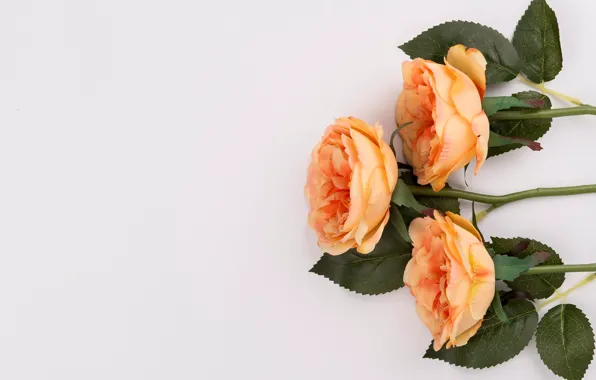 Цветы, розы, букет, оранжевые, fresh, flowers, orange, roses