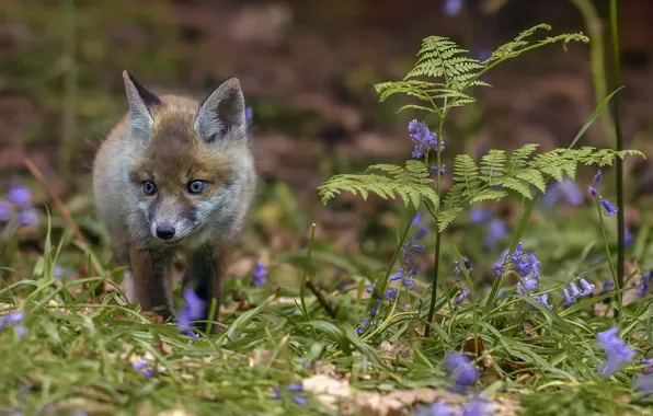 Картинка лес, весна, лиса