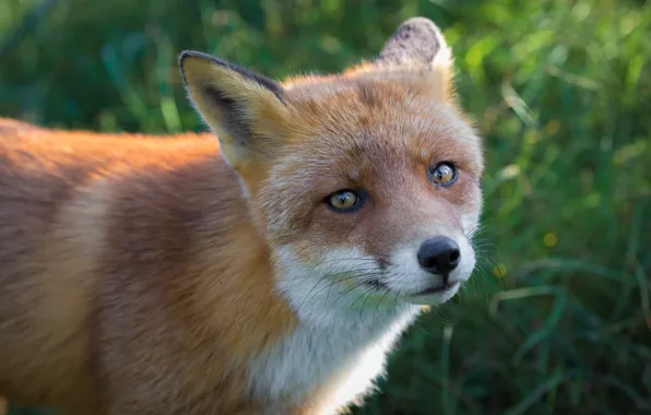 Картинка взгляд, морда, фон, портрет, лиса