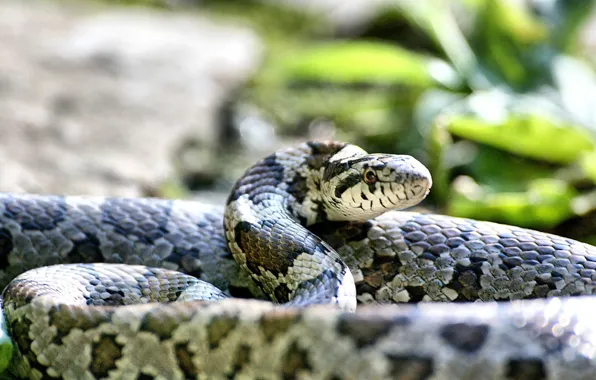 Snake, animal, animaleins