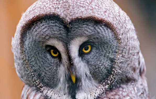 Сова, Lapland Owl, бородатая неясыть, Great Grey Owl