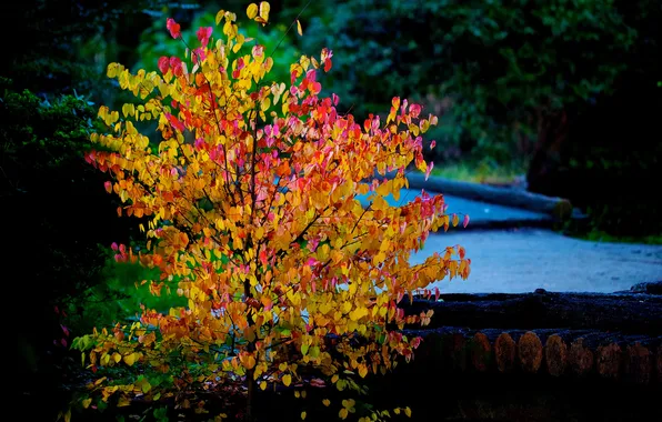 Осень, листья, деревья, река