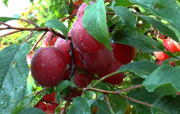 Лето, август, фрукты, слива