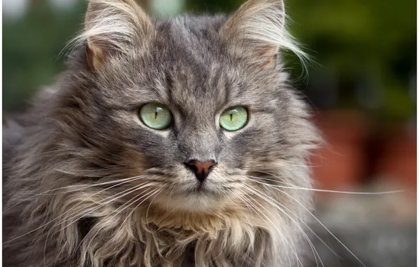 Картинка кошка, кот, серый, фон, widescreen, обои, мохнатый, wallpaper