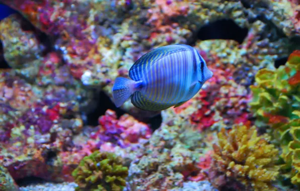 Море, рыба, подводный мир