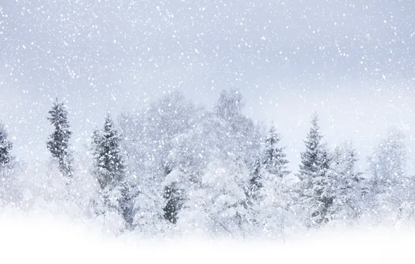 Зима, снег, деревья, Winter beauty, кругом бело, летящий