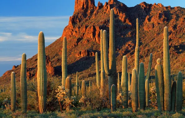 Картинка Кактусы, Аризона, Каньон Аламо