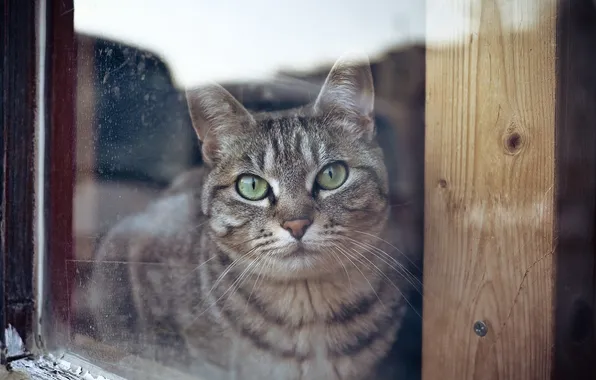 Кошка, стекло, окно, glass, cat, window