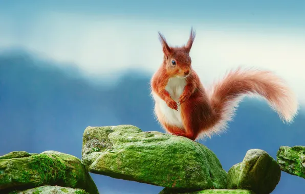 Камни, фон, белка