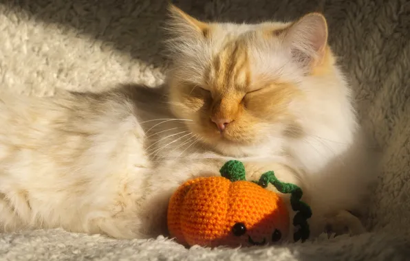 Кошка, кот, свет, поза, игрушка, сон, рыжий, спит