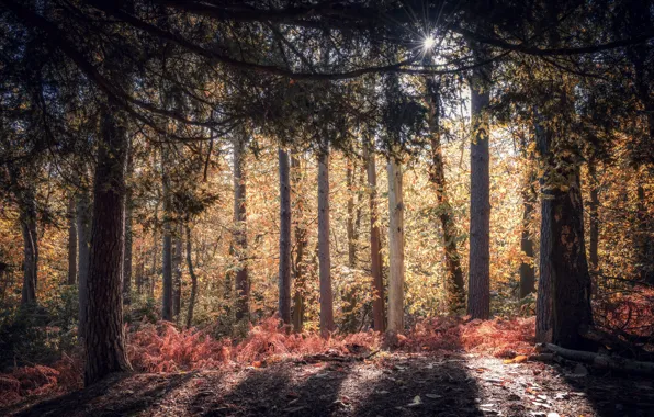 Картинка осень, лес, природа