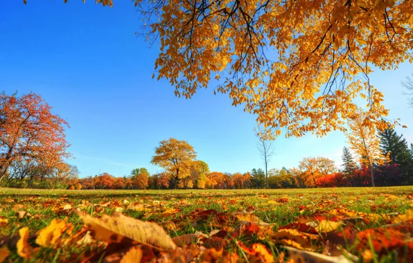 Осень, небо, трава, листья, деревья, парк