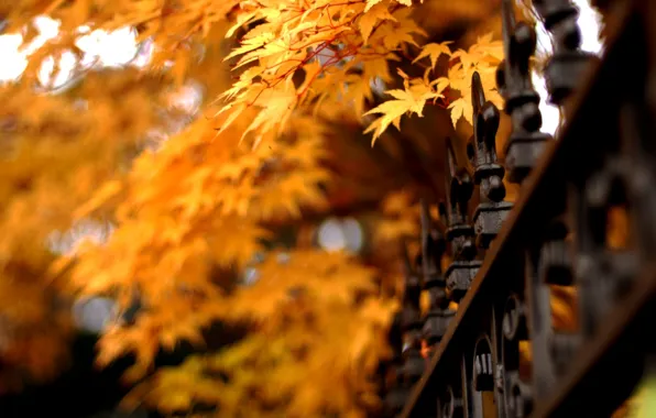 Осень, листья, природа, ограда, решетка, nature, autumn, leaves