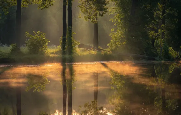 Лес, деревья, пейзаж, природа, туман, пруд, утро, Андрей Чиж