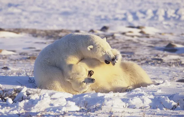 Картинка белые медведи, Арктика, polar bears