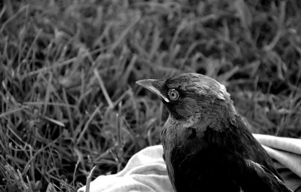 Black, Forest, magpie