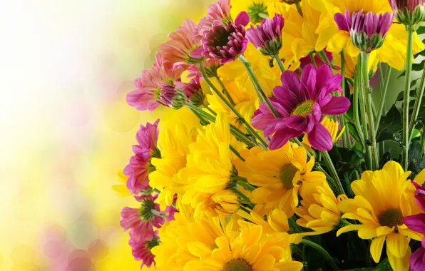 Цветы, букет, хризантемы, flowers, bouquet, chrysanthemums
