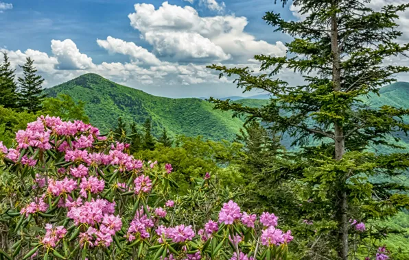 Картинка цветы, горы, США, Северная Каролина, Blue Ridge Parkway, рододендроны