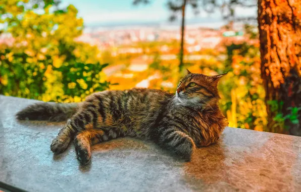 Крыша, кошка, кот, взгляд, свет, деревья, природа, поза