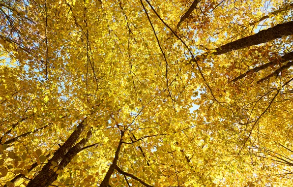 Картинка осень, небо, листья, деревья, yellow, autumn, leaves, tree