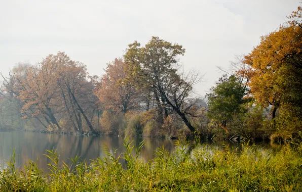Картинка осень, трава, деревья, туман, река, берег