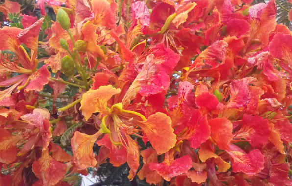 Red, Flowers, Red Flowers, India, Andhra, Kaza Village