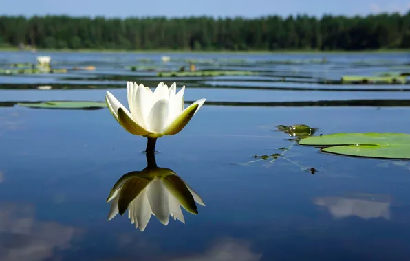 Лес, цветок, река, лилия, лепестки