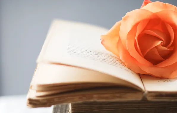 Картинка цветы, оранжевый, стиль, фон, обои, роза, книга, книжка