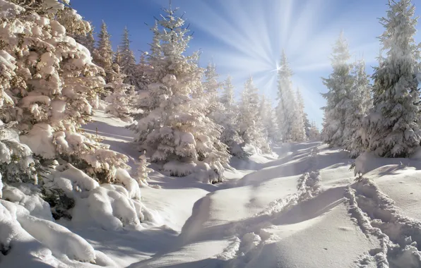 Картинка зима, лес, солнце, снег, елка, nature, winter, snow