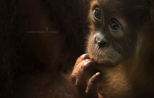 Взгляд, обезьяна, Baby Orang Utan