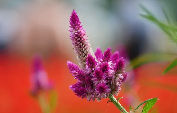 Цветок, макро, розовый, полевой, Celosia argentea