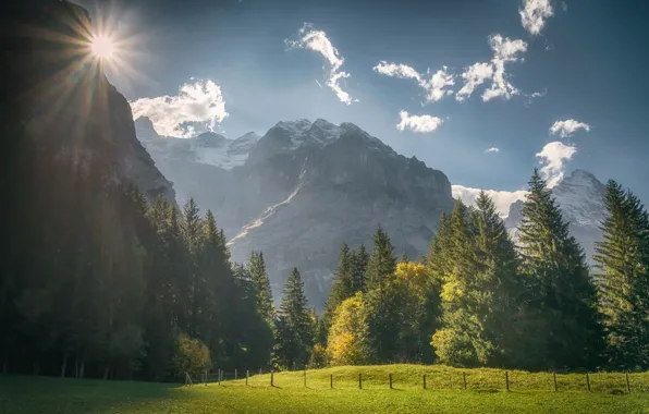 Лес, деревья, горы, Швейцария, луг, Switzerland, Grindelwald, Bernese Alps