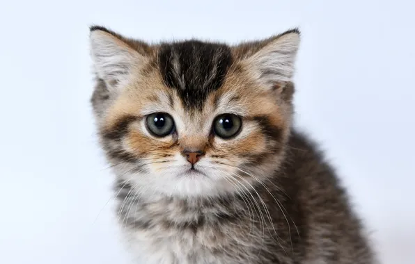 Кошка, взгляд, поза, котенок, серый, портрет, мордашка, светлый фон