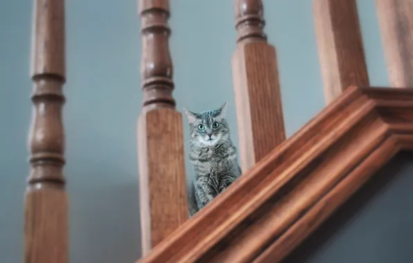 Картинка кошка, кот, взгляд, перила, котейка