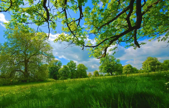 Картинка лето, трава, деревья, ветки, луг