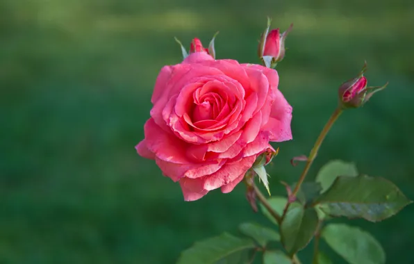 Листья, цветы, яркие, розы, розовые, бутоны, зеленый фон