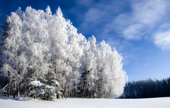 Зима, лес, небо, иний, холодно, Winter is beautiful but cold