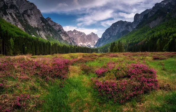 Картинка поле, лес, лето, облака, цветы, горы, природа, Альпы