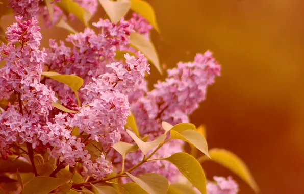 Flower, spring, lilac