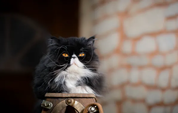 Кошка, взгляд, фон