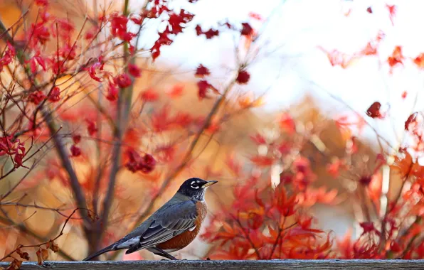 Картинка осень, природа, птица