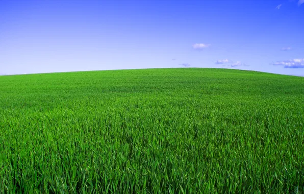 Поле, небо, трава, горизонт, зелёный