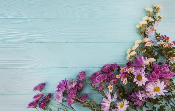 Картинка цветы, хризантемы, wood, flowers, beautiful, spring, purple, multicolored