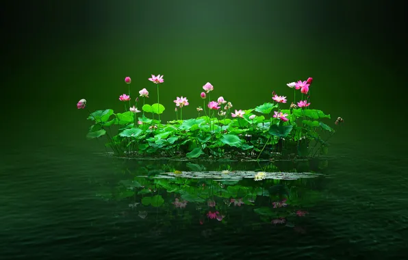 Картинка листья, вода, цветы, пруд, островок