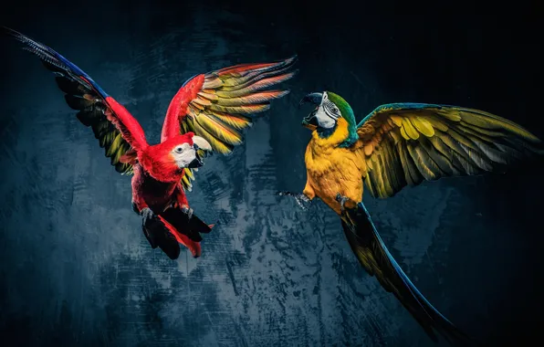 Bird, blue, background, alone, air, animal, colour, ara