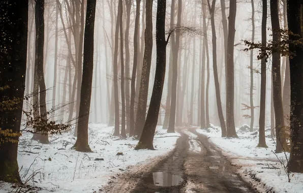 Зима, дорога, лес