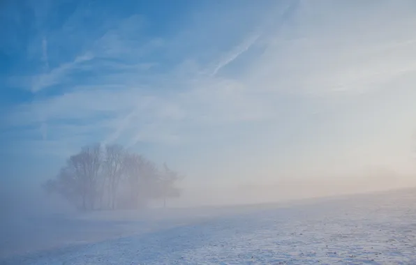 Картинка холод, зима, снег, туман, дерево