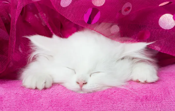 Белый, сон, мордочка, котёнок, тюль, спящий котёнок, спящий, белый котёнок