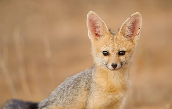 Взгляд, cape fox, южноафриканская лисица